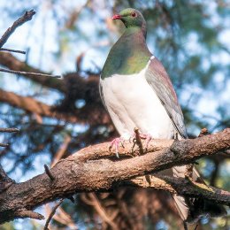 Native Pigeon