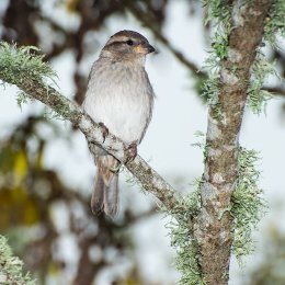 Sparrow