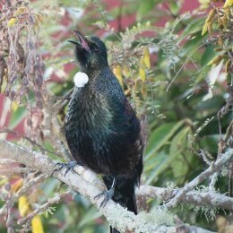Tui Singing