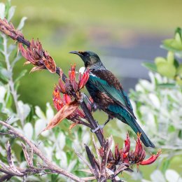 Tui on Flax