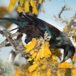 Tui on Kowhai