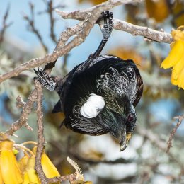 Tui with Pollen