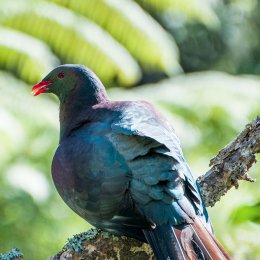 Wood Pigeon