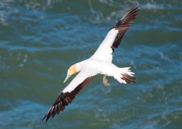 Australasian Gannet