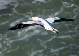 Australasian Gannet