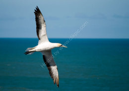 Australasian Gannet