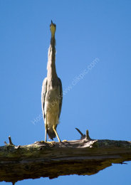 White-Faced Heron