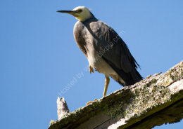 White-Faced Heron