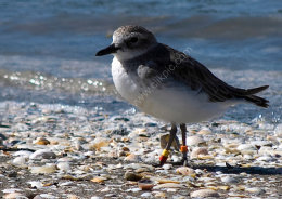 New Zealand Dotterel<br><br>