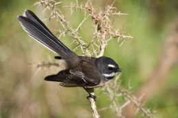 Fantail