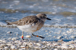 New Zealand Dotterel