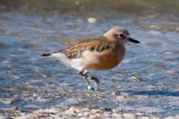 New Zealand Dotterel
