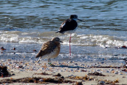 Pied Stilt & NZ Dotterel