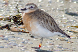 NZ Dotterel