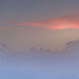 Misty tree