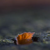 Autumn leaf catches last sunlight
