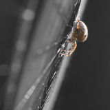 Sunbathing spider
