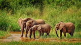 4- ELEPHANT`S IN SOUTH AFRICA