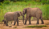 ELEPHANT FAMILY IN KRUGER NATIONAL PARK