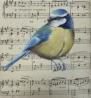 Blue Tit
