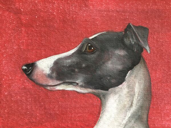 Whippet