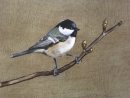 Coal Tit II