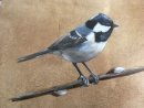 Coal Tit I