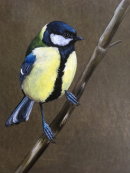 Great Tit