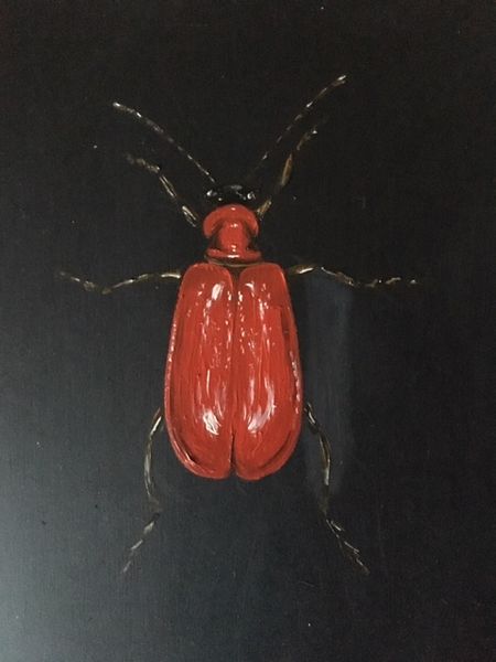 Red Plant Beetle