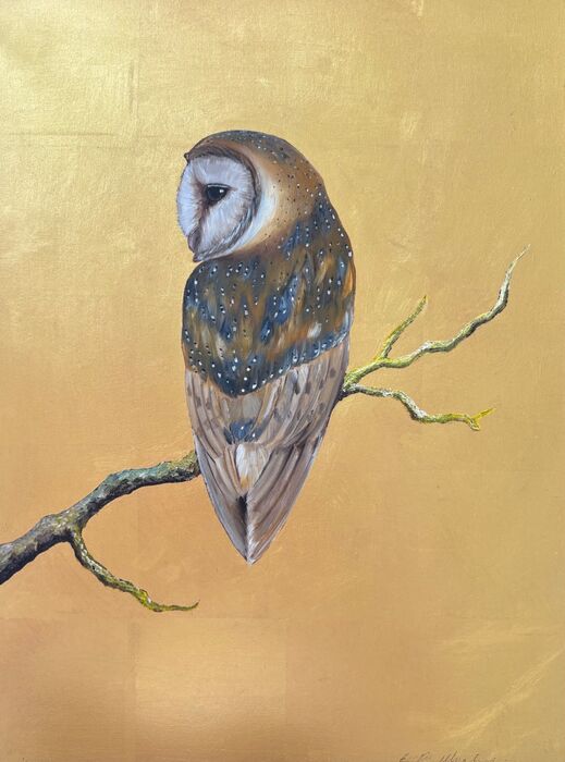 Barn owl
