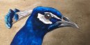 Peacock Study