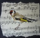 Song of Summer ~ Goldfinch