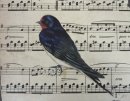Swallow