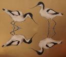 Wading Avocets