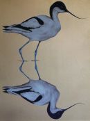 Wading Avocet