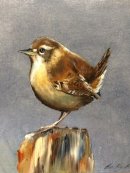 Little Wren