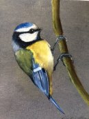 Blue Tit II