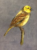 Yellow hammer