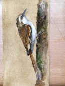 Tree Creeper