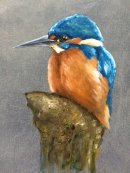 Kingfisher