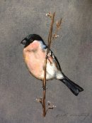 Bullfinch