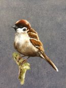 Tree Sparrow
