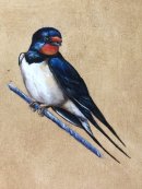 Swallow II