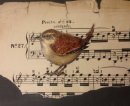 Little Wren.