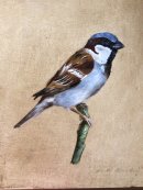 House Sparrow