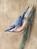 Nuthatch
