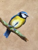 Blue Tit I