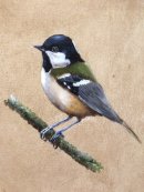 Coal Tit