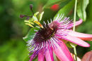 Passion Flower