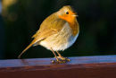 Robin on bench